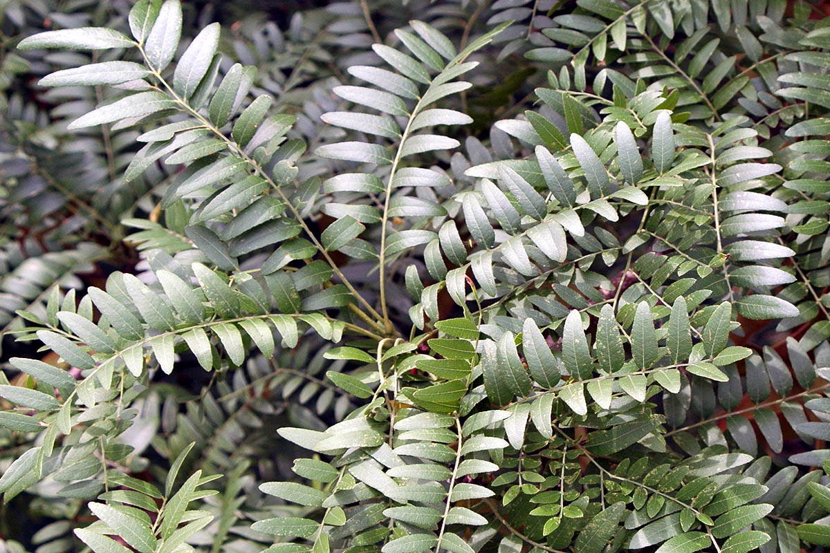 Honeylocust  - thornless leaves